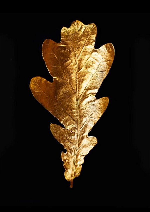 Quadro Decorativo Folhagens de Plantas 1597