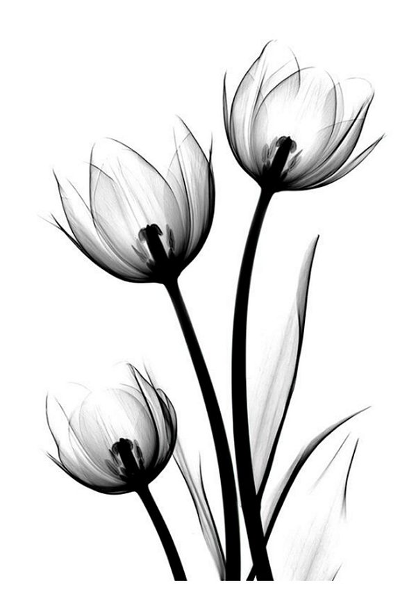 Quadro Decorativo Flores 1719