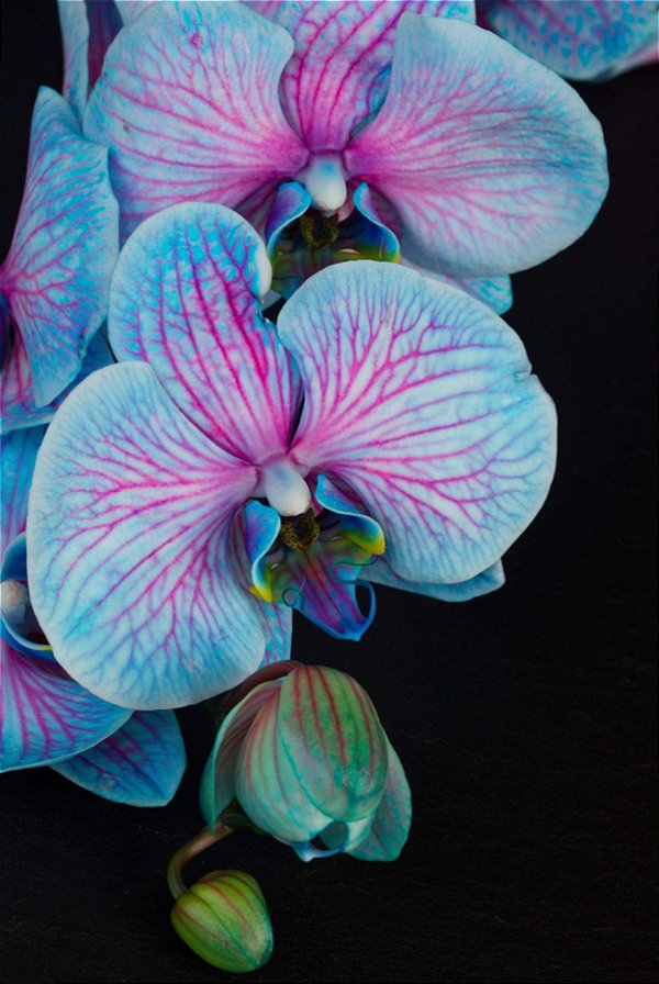 Quadro Decorativo Flores 1856