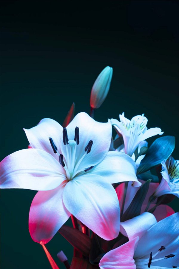 Quadro Decorativo Flores 1863