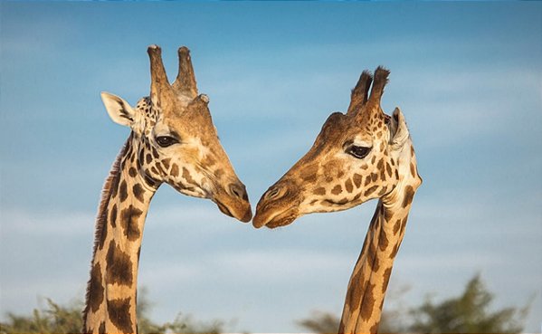 Quadro Decorativo Girafas 1975