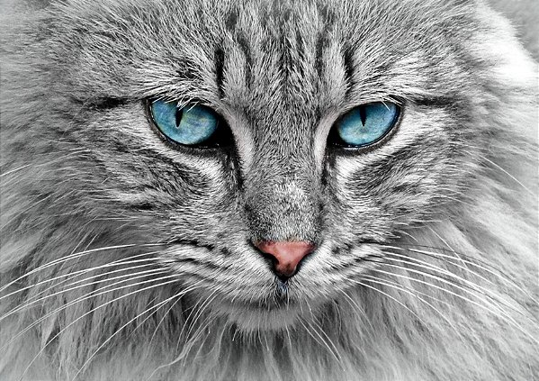 Quadro Decorativo Gatos 2073