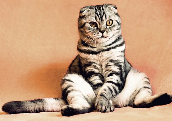 Quadro Decorativo Gatos 2075