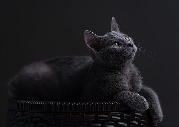 Quadro Decorativo Gatos 2076