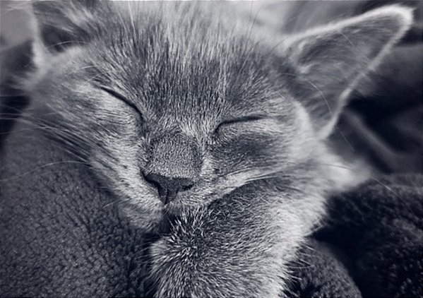 Quadro Decorativo Gatos 2079