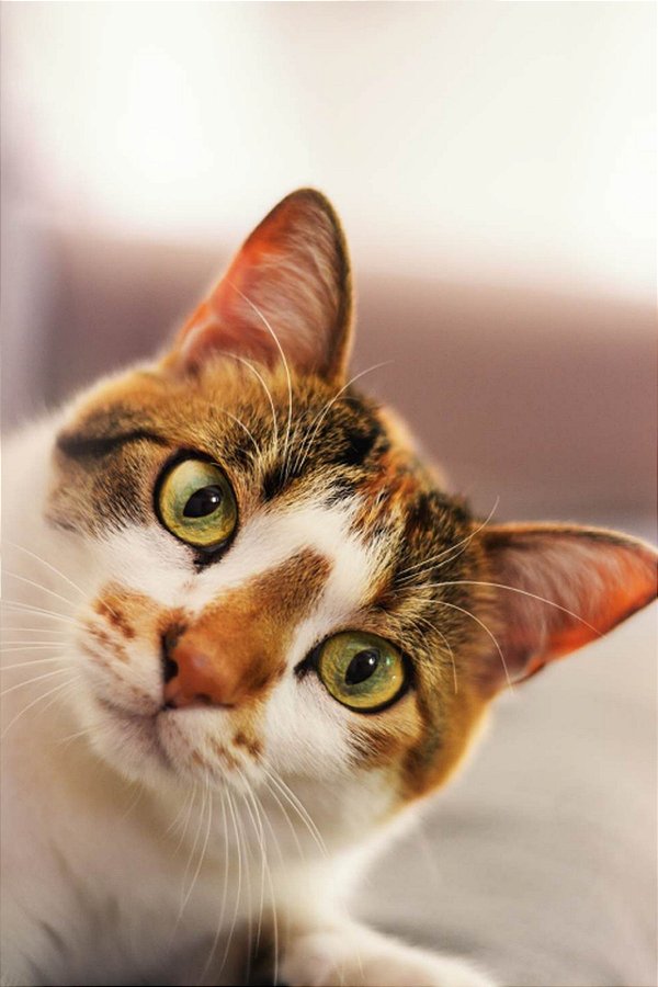 Quadro Decorativo Gatos 2091