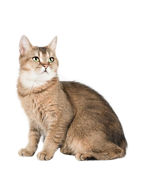 Quadro Decorativo Gatos 2121