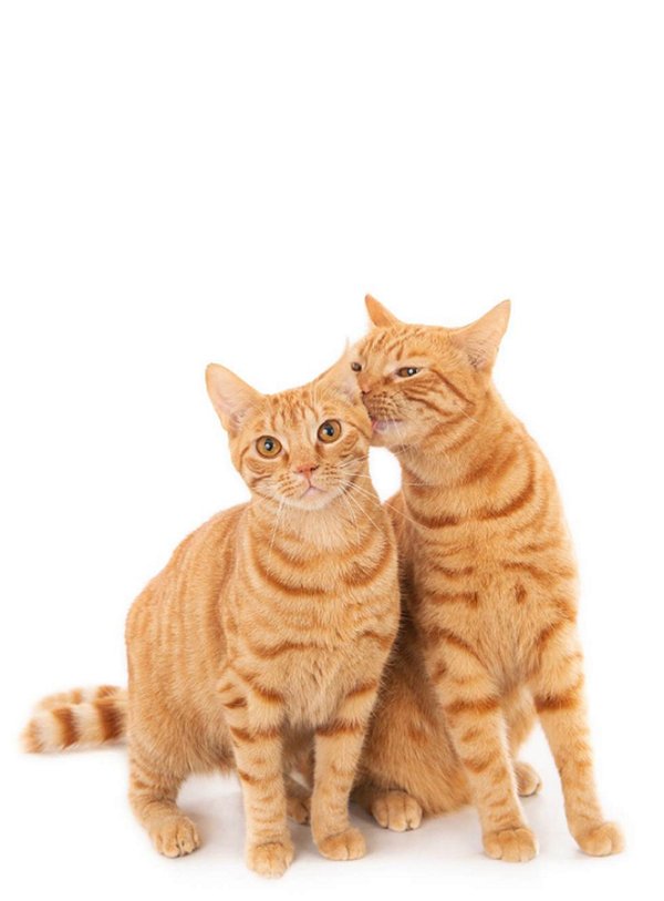 Quadro Decorativo Gatos 2123