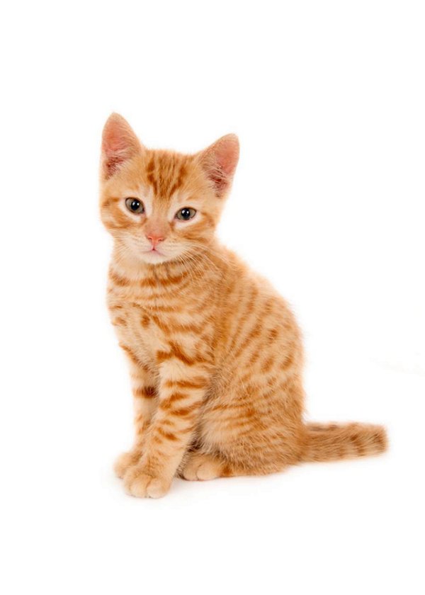 Quadro Decorativo Gatos 2124