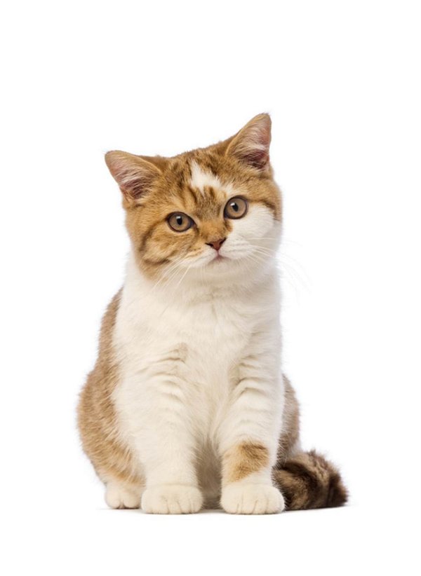 Quadro Decorativo Gatos 2127