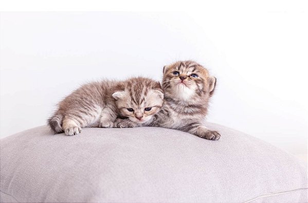 Quadro Decorativo Gatos 2129