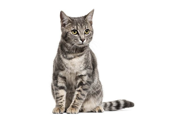 Quadro Decorativo Gatos 2132