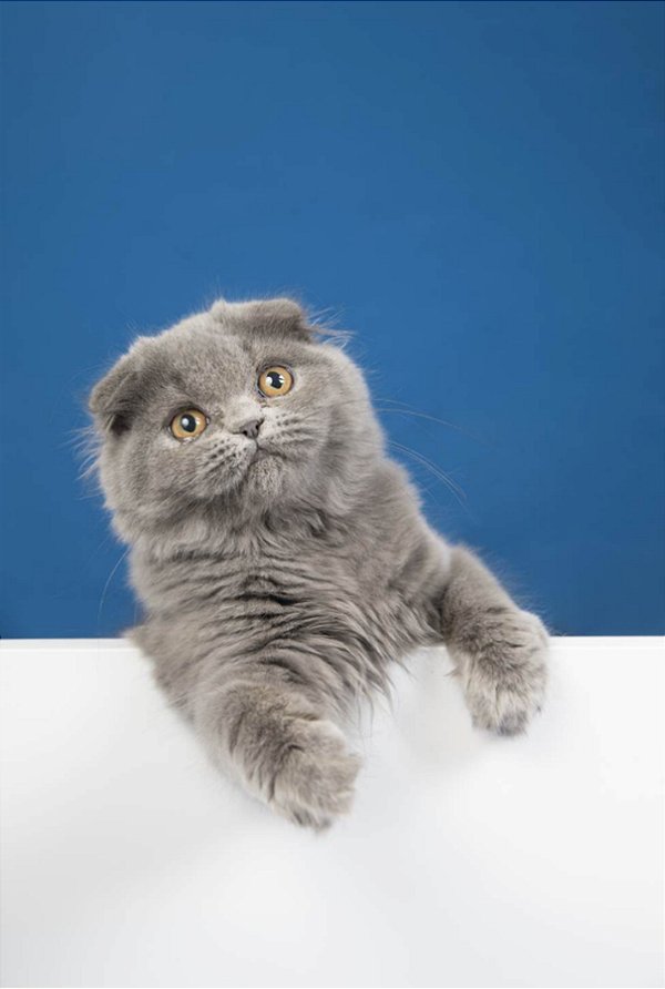 Quadro Decorativo Gatos 2148