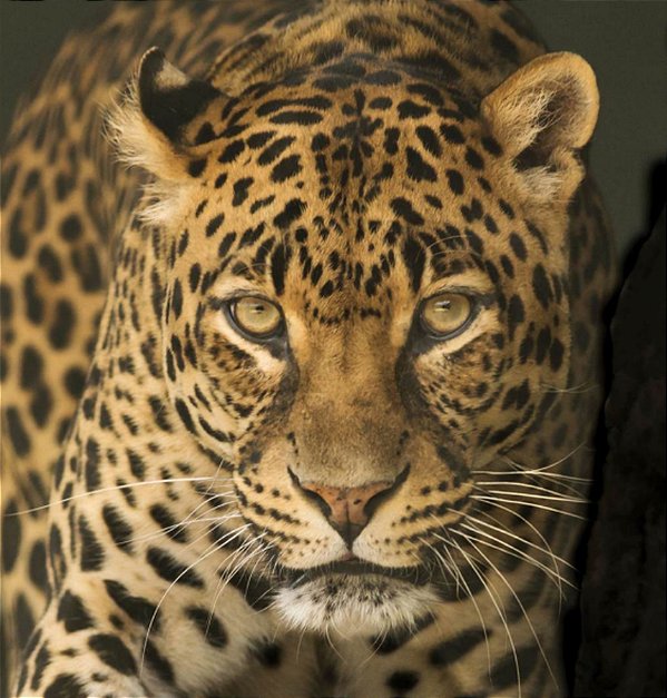 Quadro Decorativo Leopardos 2273