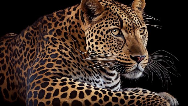 Quadro Decorativo Leopardos 2276