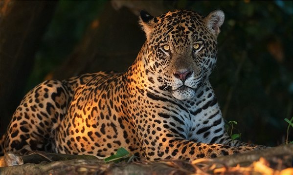 Quadro Decorativo Leopardos 2277