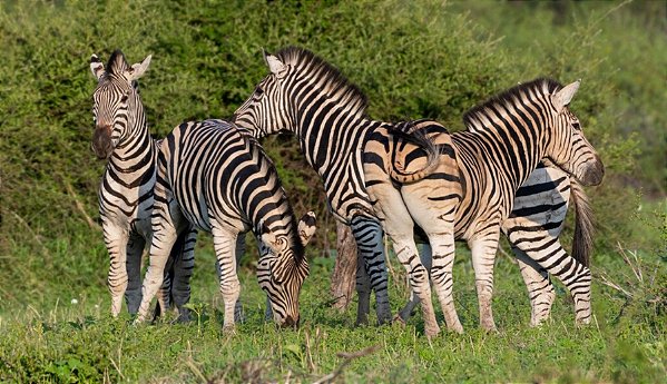Quadro Decorativo Zebras 4254