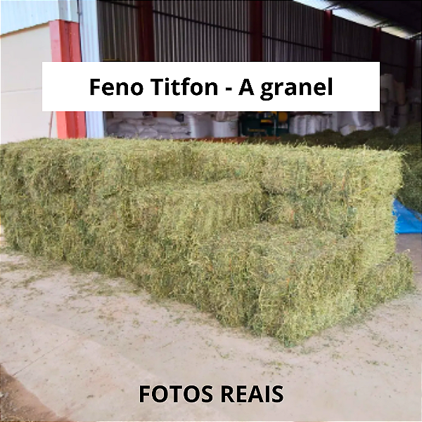 Feno Tifton 10kg Fardo Verdinho | Nutrição Completa para Cavalo e Bovinos | Sem Poeira, Rico em Fibras e Super Cheiroso