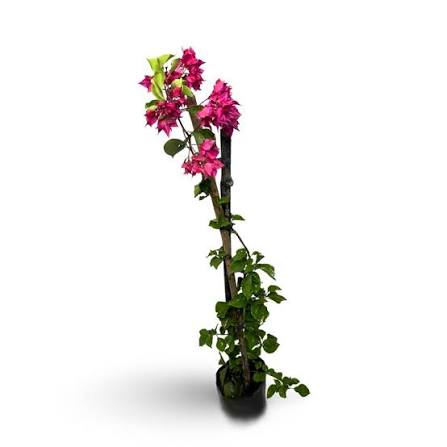 Bougainville