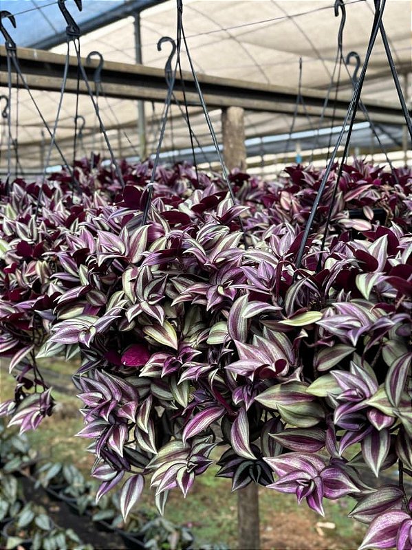 Tradescantia zebrina