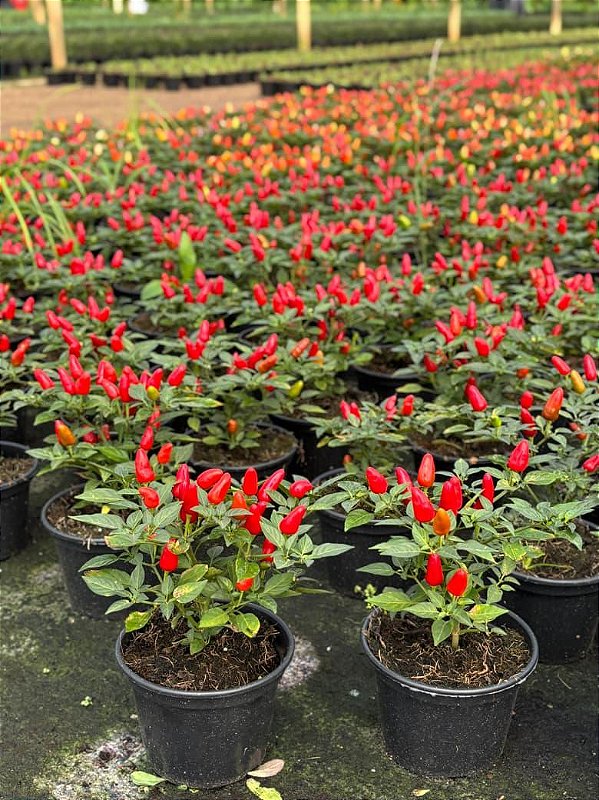 Pimenta de mesa