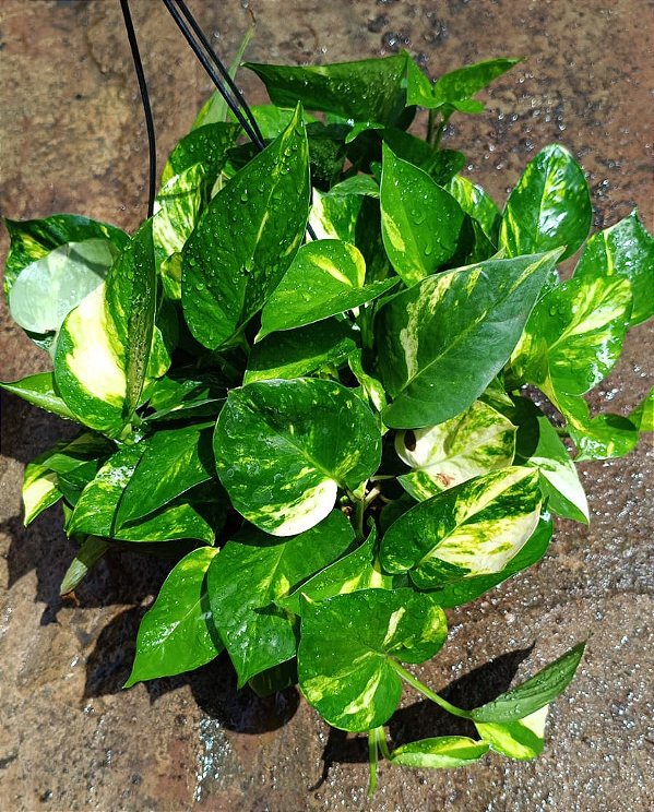 Jiboia Verde