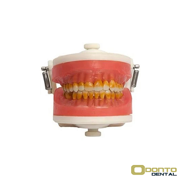 Manequim de Cirurgia com Dentes de Periodontia PD 110 - Pronew