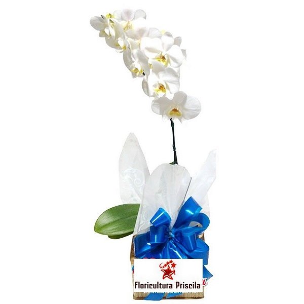 Orquídea Branca Para Ele