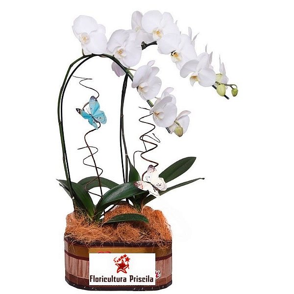 Orquídea Branca Dupla