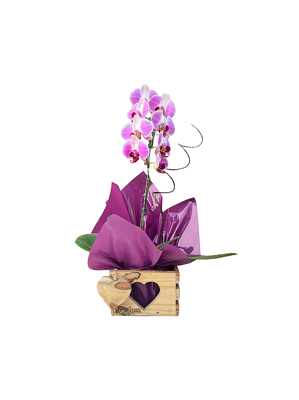 Orquídea Magnífica
