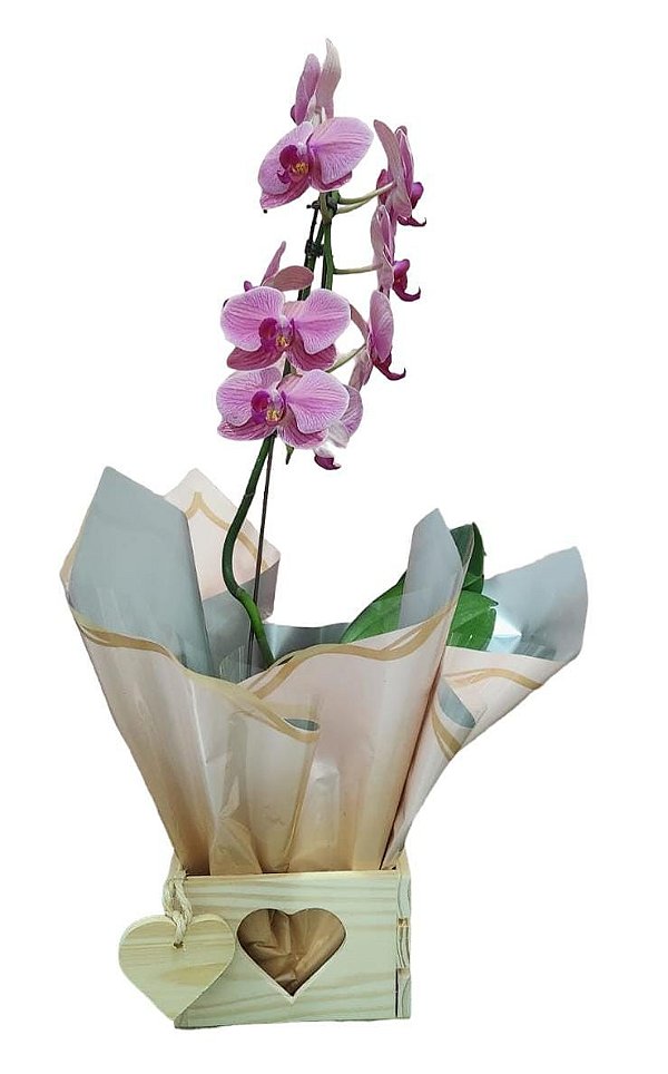 Orquídea Magnífica