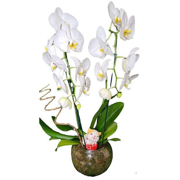 Orquídea Carinhosa