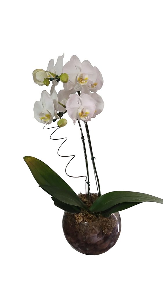 Orquídea Carinhosa