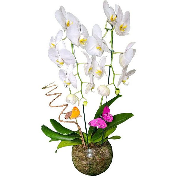 Orquídea Sofisticada
