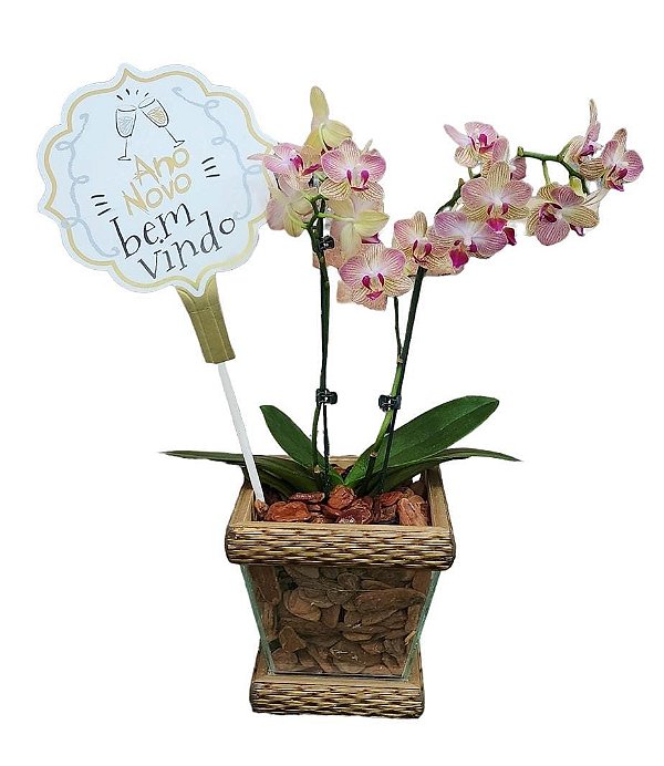 Orquídea Requinte
