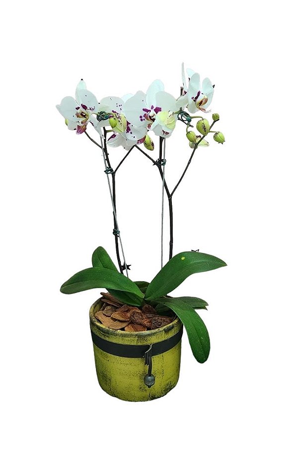 Orquídea Lumos