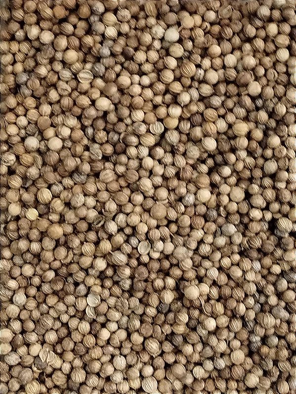 COENTRO EM GRAOS 100G