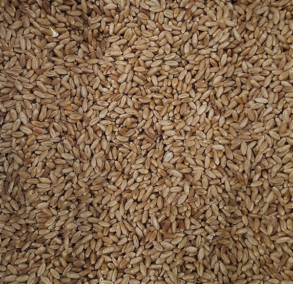 TRIGO EM GRAO 100G