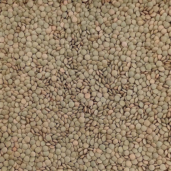 LENTILHA 100G