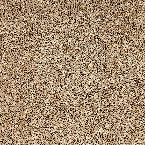 ALPISTE CANADENSE 100G