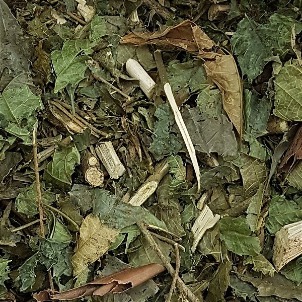 ESPINHEIRA SANTA 100G