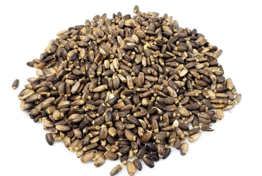 CARDO MARIANO GRAOS 100G