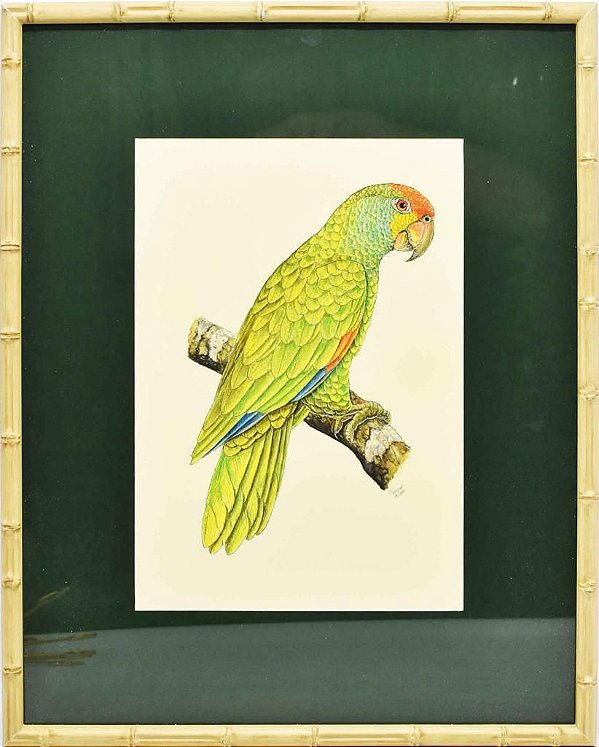 Quadro de Pássaro 2 com Passpatour verde e faux bamboo