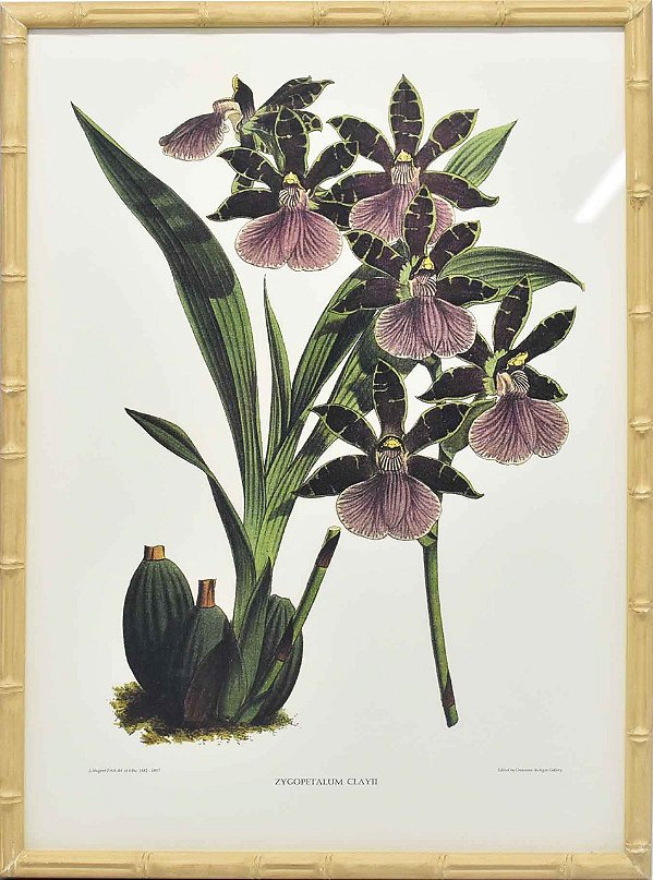 Quadro orquídea 5 com moldura faux bamboo