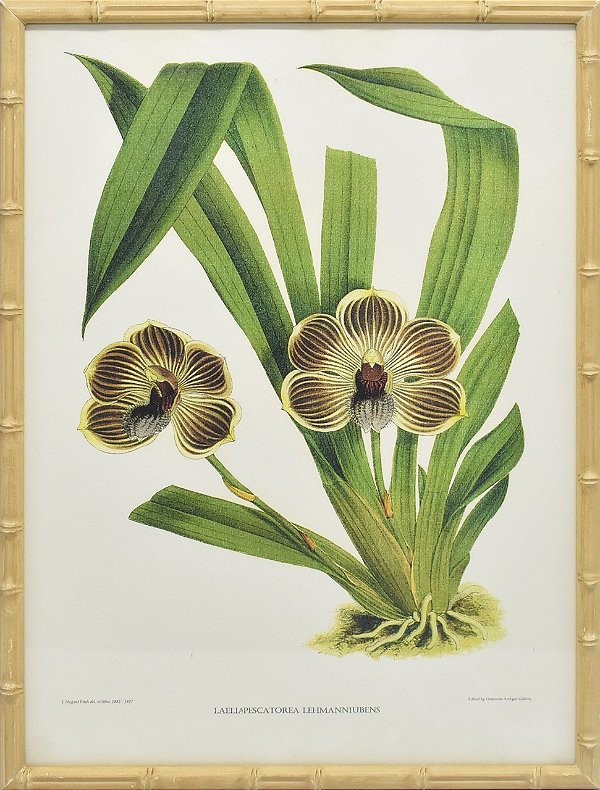 Quadro orquídea 7 com moldura faux bamboo