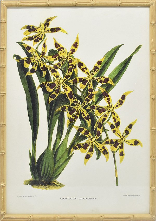 Quadro orquídea 8 com moldura faux bamboo