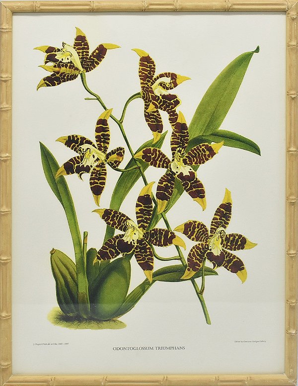 Quadro orquídea 11 com moldura faux bamboo
