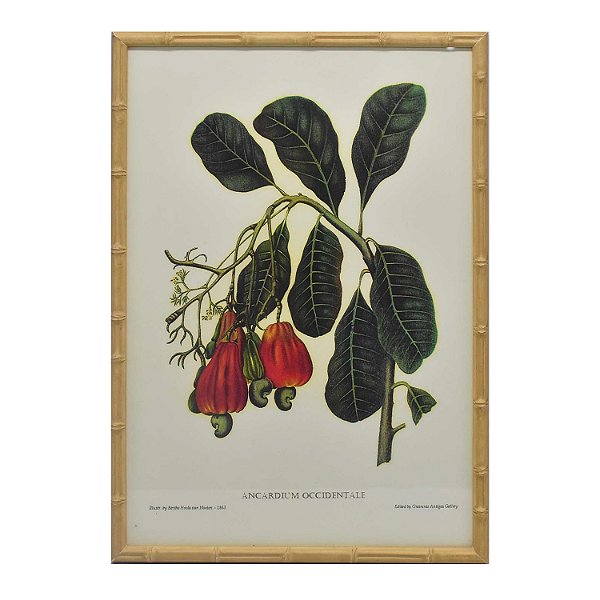 Quadro gravura de cajus