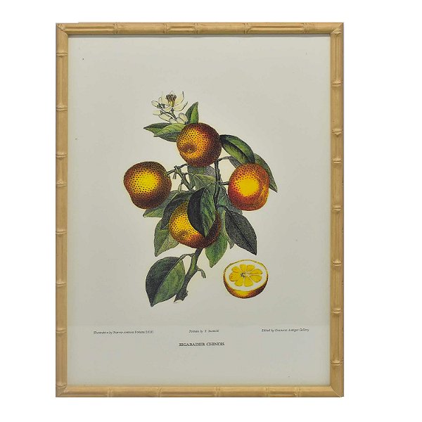 Quadro gravura de laranjas pequenas
