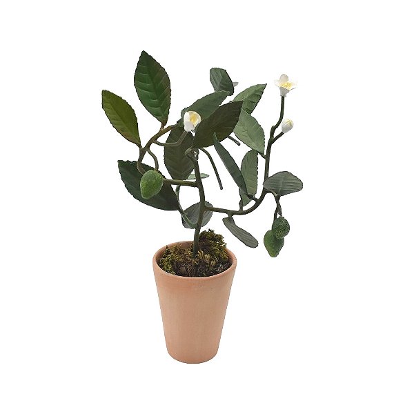Bonsai de limão Taiti em vaso terracota P
